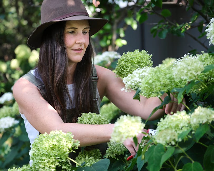 Woman pruning hydrangeas in a lush summer garden, perfect for outdoor lifestyle concepts.