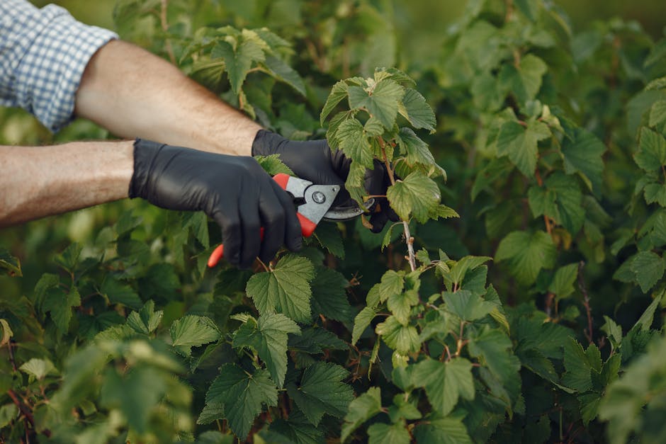 Close-up of a gardener using pruning shears on lush green plant outdoors.